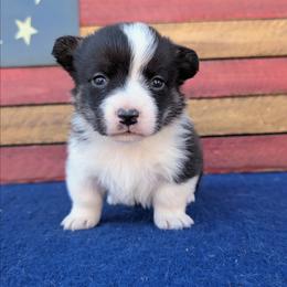 Betsy - Brindle and white female American Corgi puppy in Shawnee, Oklahoma from Sunray Ranch