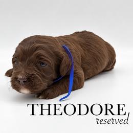 Theodore - Brown and white male Cockapoo puppy in Claremont, North Carolina from Magnolia Grove Farms