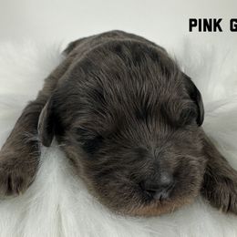 Pink Collar Girl - Merle female Goldendoodle puppy in Milford, Indiana from Railway Acres Kennel