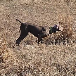 Rival - Weimaraner