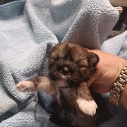 Crumpet - Brindle female Lhasa Apso puppy in Tulsa, Oklahoma from Eternal Puff AKC Lhasa Apsos OR AKC Miniature Long Haired Dachshunds