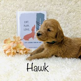 Goldendoodle Puppies from Ming’s Dynasty Doodles