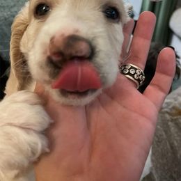Goldendoodle Puppies from Teddy Grace Doodles