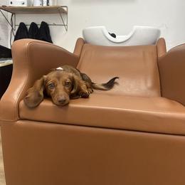 Dachshund All Grown Up from Mini Dots Mini Dachshunds