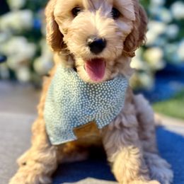 Goldendoodle Puppies from Loving Doodles