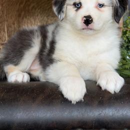 Willow-has tail-many videos - Blue merle female Australian Shepherd puppy in Troy, South Carolina from Australian Shepherds of 3/W Farms
