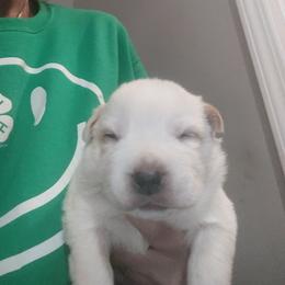 Ol' Red - Red speckled male Australian Cattle Dog puppy in Morganton, North Carolina from Trinity C Acres