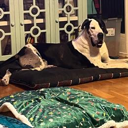 Chaos - Great Dane