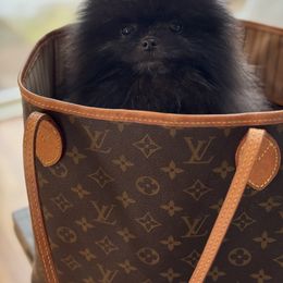 Ducky 🦆 - Pomeranian