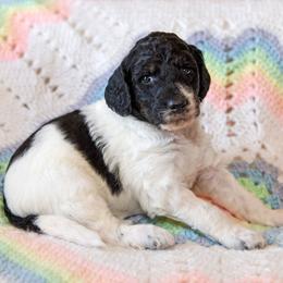 Luna - Parti female Goldendoodle puppy in Idaho Falls, Idaho from High Quality Goldendoodles