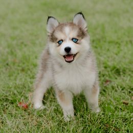 Pomsky Puppies from Mini Pomsky Puppies