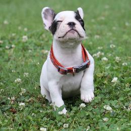 Orange Collar - White and brindle female French Bulldog puppy in Wichita, Kansas from Phantasticus French Bulldogs