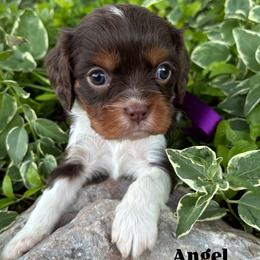 Bernedoodle, Cavalier King Charles Spaniel, Cavapoo, Goldendoodle, and Poodle Puppies from Gypsi Doodles & Poodles LLC.