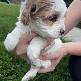 Cavapoo Puppies from Ellas.Pups