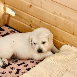 Purple collar boy - Light golden male Golden Retriever puppy in Berthoud, Colorado from Shelby Burleson's Golden Retrievers and Jack Russell Terriers