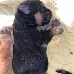 Red - Black and red male German Shepherd puppy in Sacramento, California from Von Blackwolf German Shepherds