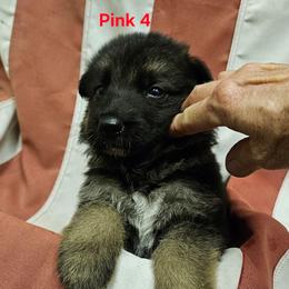 Girl 4 Pink - Black and tan female German Shepherd puppy in Rome, Georgia from Patriot Shepherds