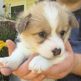 Green - Red female Pembroke Welsh Corgi puppy in Cumming, Georgia from Cottage Hill Corgis