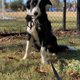 Border Collie Puppies from Ferguson Border Collies