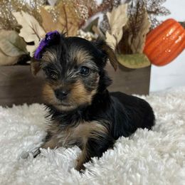 Angel's Tradicional female - Black and tan female Yorkshire Terrier puppy in Denver, Colorado from Melrey's paws