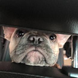 Bulldog and French Bulldog Puppies from Crystals Bulldog Bungalow