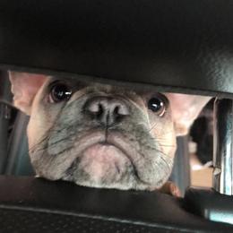 Bulldog and French Bulldog Puppies from Crystals Bulldog Bungalow