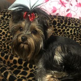 Ellie - Yorkshire Terrier