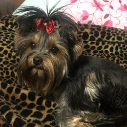 Ellie - Yorkshire Terrier
