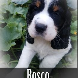 English Springer Spaniel Puppies from TimberVale Springers