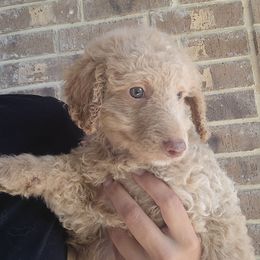 Red - Apricot male Aussiedoodle puppy in San Antonio, Texas from Av’s Poodles and Doodles