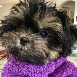 Shih Tzu and Yorkshire Terrier Puppies from For The LUV of Pups