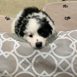 Andy - Black and white male Aussiedoodle puppy in Nacogdoches, Texas from BA Mini Poodles