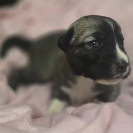 Anatolian Shepherd Dog Puppies from Florida Anatolian Shepherds