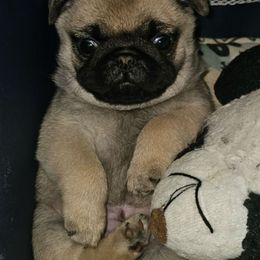 Marta - Fawn female Pug puppy in Saint Pauls, North Carolina from Copperfield’s Goldens