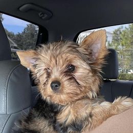 Bella - Yorkshire Terrier