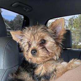 Bella - Yorkshire Terrier