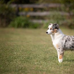 Australian Shepherd Puppies from NorthBeach Aussies