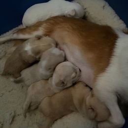 Chihuahua Puppies from Misty Morn Chihuahuas