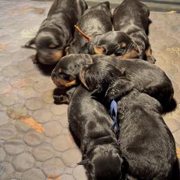 Orange Collar - Black and mahogany male Rottweiler puppy in Quinlan, Texas from Wright Way Retrievers