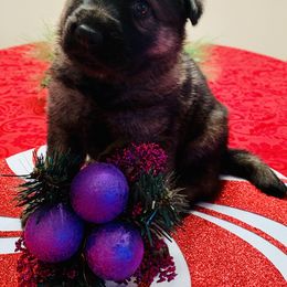 German Shepherd Puppies from Vom Haus Bella GSD’s