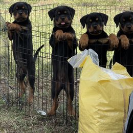 Rottweiler Puppies from House Of Vasquez Rottweilers