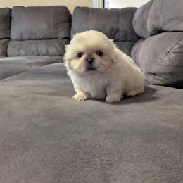 Holly - Cream female Pekingese puppy in Kingman, Arizona from Faith Harvey