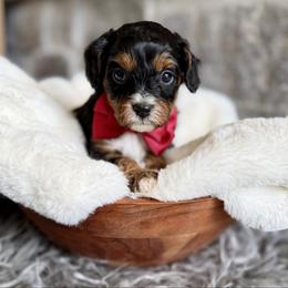 Cupid - Tri-color male Cavapoo puppy in Natural Bridge, Virginia from Padgetts Hill Puppies