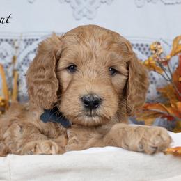 Chestnut - Red  male Goldendoodle puppy in Boise, Idaho from Goldendoodle Baby