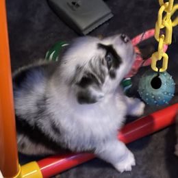 Miniature Australian Shepherds from Rocky Mountain Mini Aussies