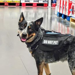 Stitch - Australian Cattle Dog