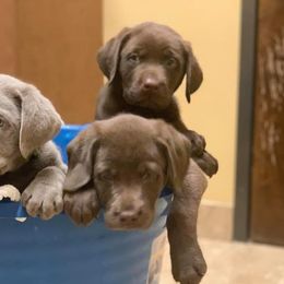 Dilute Retrievers from Calfee Creek Labradors