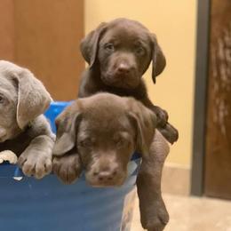 Dilute Retrievers from Calfee Creek Labradors