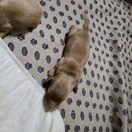 Boy 1 - Cream male Dachshund puppy in Jackson's Gap, Alabama from Lake Martin Doxies