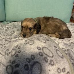 Neon green boy - Wild  boar and tan male Dachshund puppy in Live Oak, Florida from The Weenie Herd Mom